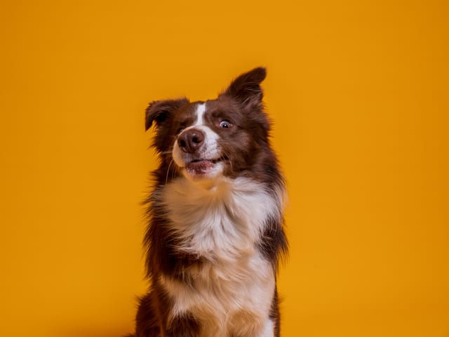Câine curios pregătit pentru o ședință foto The Pawtograph