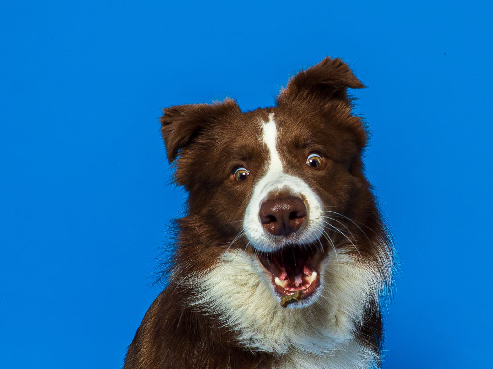 Border Collie cu expresie surprinsă pe fundal albastru